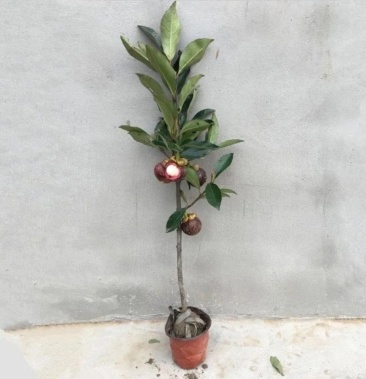 山竹苗 泰国无籽山竹树苗岭南山竹苗基地直供成活率高包售后