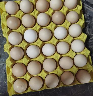 [鸡蛋批发]粉壳,褐壳,红壳鸡蛋均有,低价