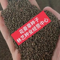 花菱草种子四季种多年生宿根耐寒耐贫瘠花草种子景观花海种子