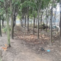 5千棵栾树出售10至20公分200起售。