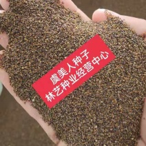虞美人种子四季开花耐寒多年生冰岛虞美人花籽庭院室内外花种