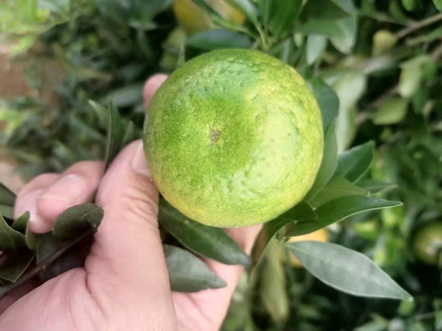 展示青见柑橘与丑橘的外观对比,青见果皮较光滑,丑橘果皮粗糙 青见柑橘与丑橘对比图