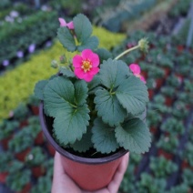 红花草莓苗盆栽青莲居绿色有机水果苗四季阳台庭院果树
