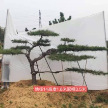 造型松