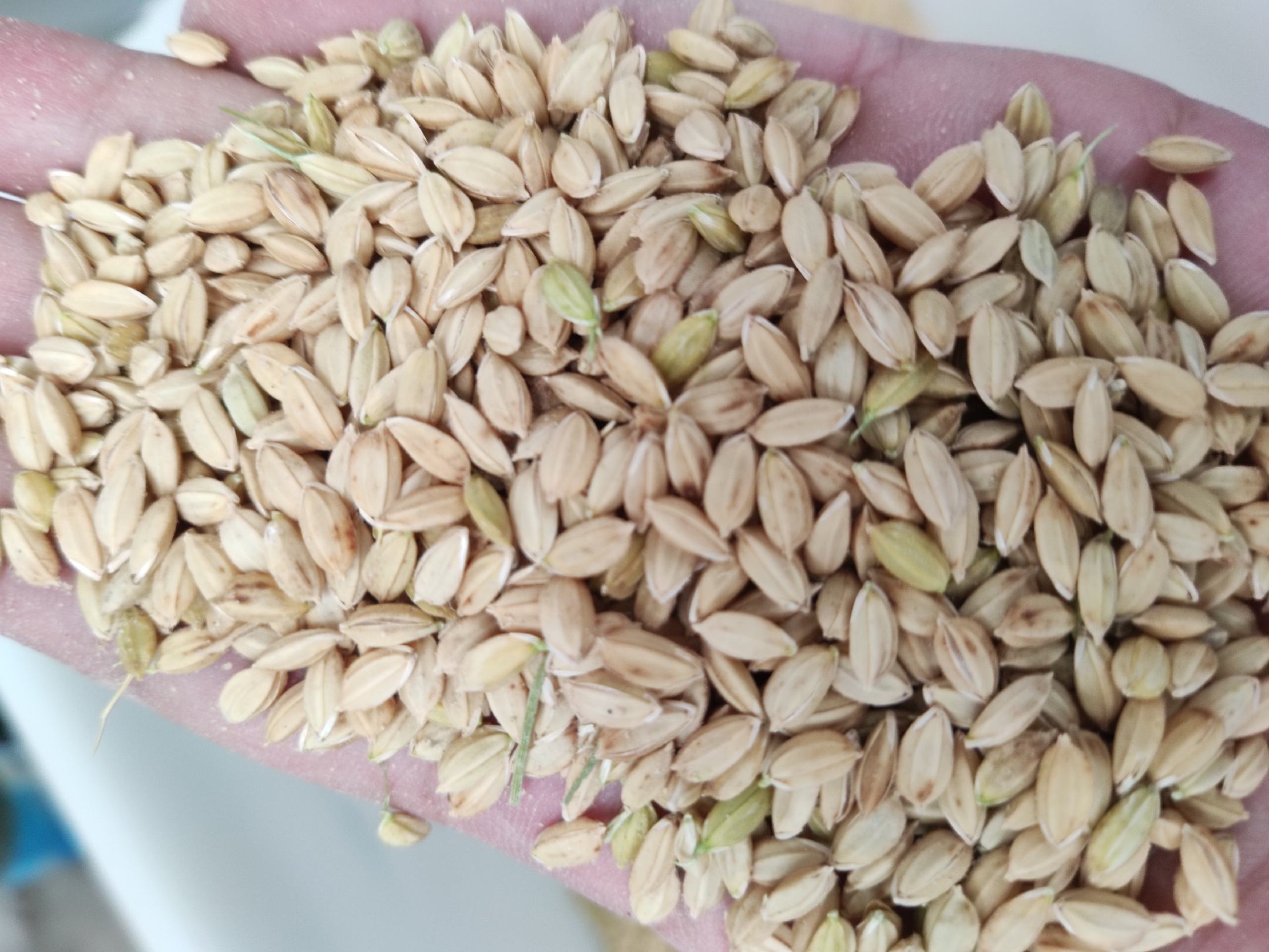 糯包谷和甜包谷对比图