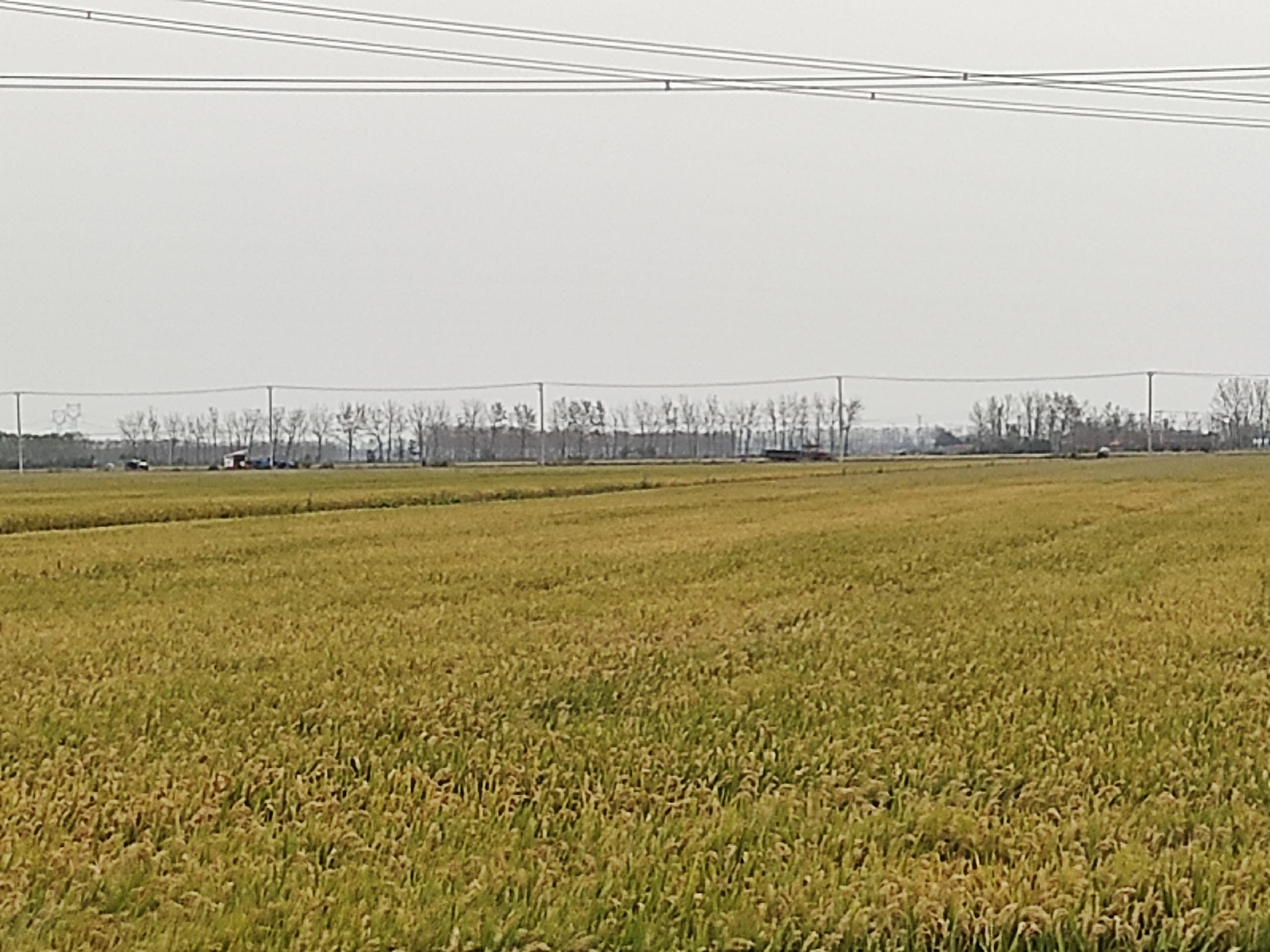 新糯玉米田间种植场景