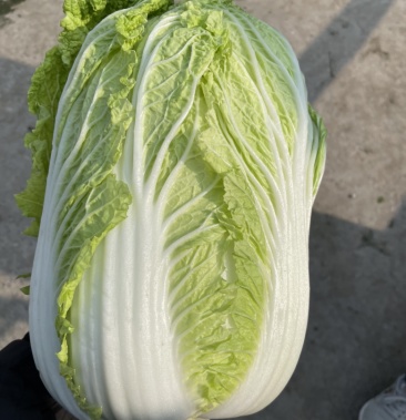 白菜 小青棵白菜 发青 发绿 个头大小均匀 没有黑点