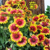 多年生宿根天人菊种子耐寒鲜花园林景观绿化花卉园艺种籽庭院