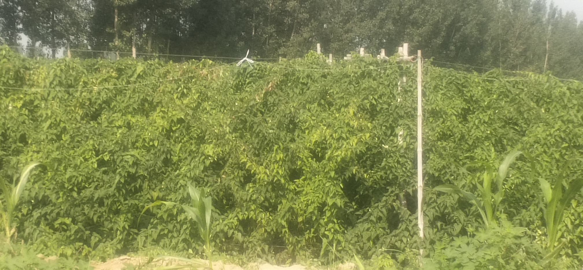 一片整齐种植的小白嘴白山药农田,植株呈藤蔓状攀爬于竹架上,土壤为沙壤土质地,远处可见农民正在田间管理作业,阳光充足,生态环境良好 小白嘴白山药田间生长实景图