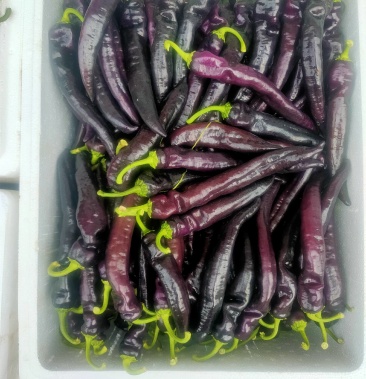 [薄皮椒批发]紫尖椒大量出货价格4.50元/斤 - 一亩田