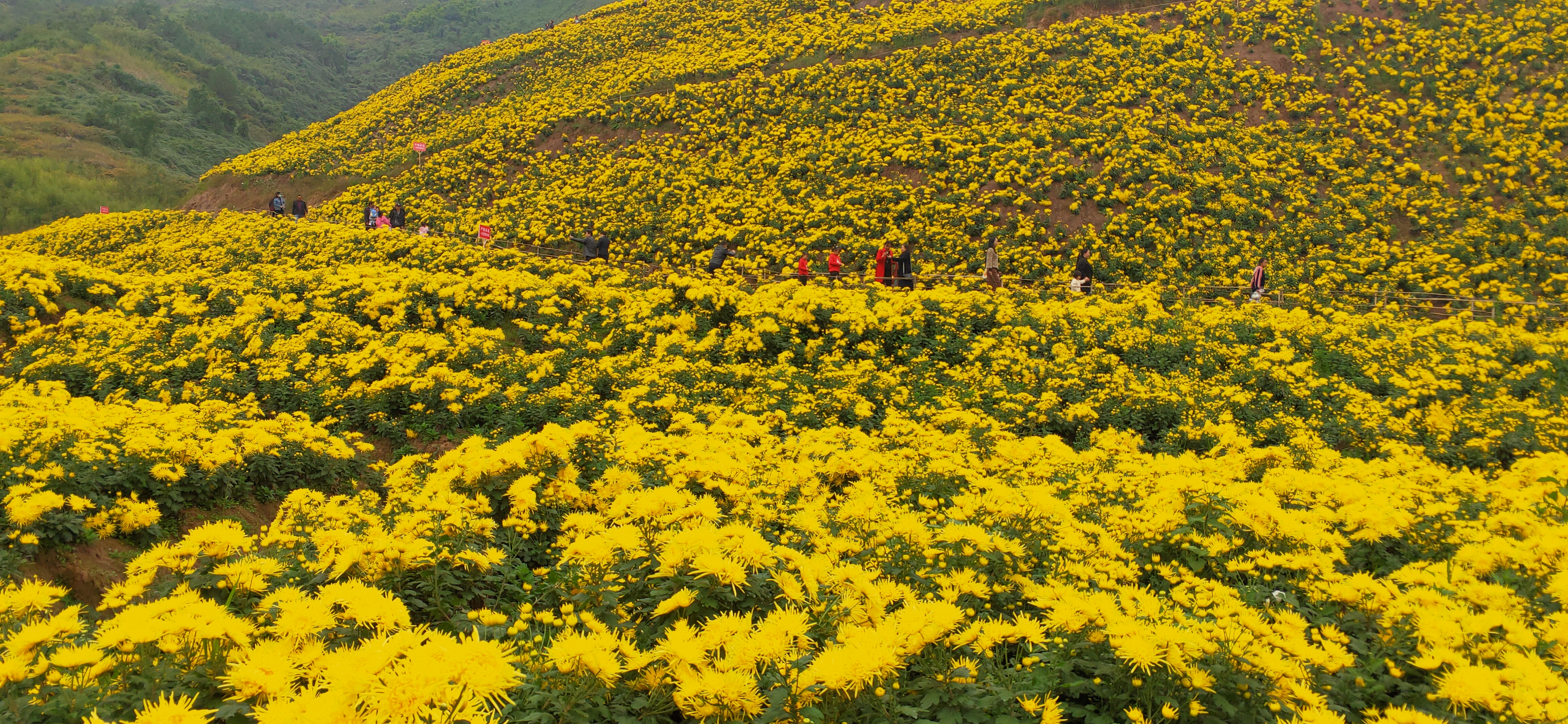 天山雪菊茶的生长环境