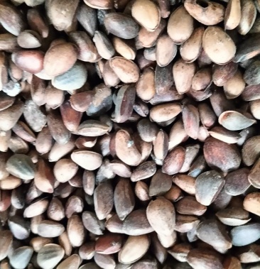 大巴山青松子 颗粒好 手工松子 产地直销