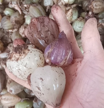 深山石猪心山蒜子山荞头石仙桃新鲜饱满不皱皮