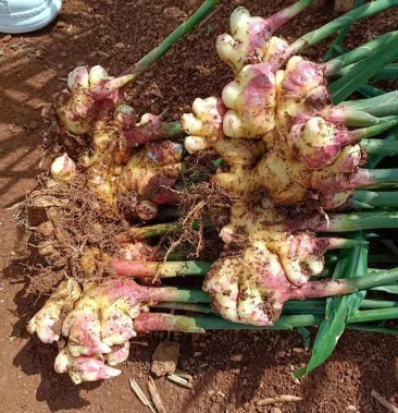 生姜 小黄姜 二黄姜 大牙姜