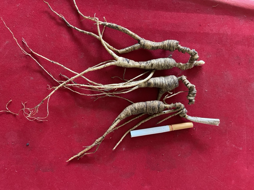 一株完整的秘参,展示其纺锤形主根、清晰芦头和少量须根;背景为长白山林下土壤环境,光线柔和自然,突出人参的原生态质感 秘参整体形态特写