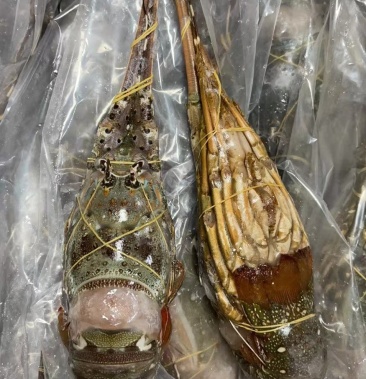 [龙虾批发]越南小青龙价格1550.00元/件 - 一亩田