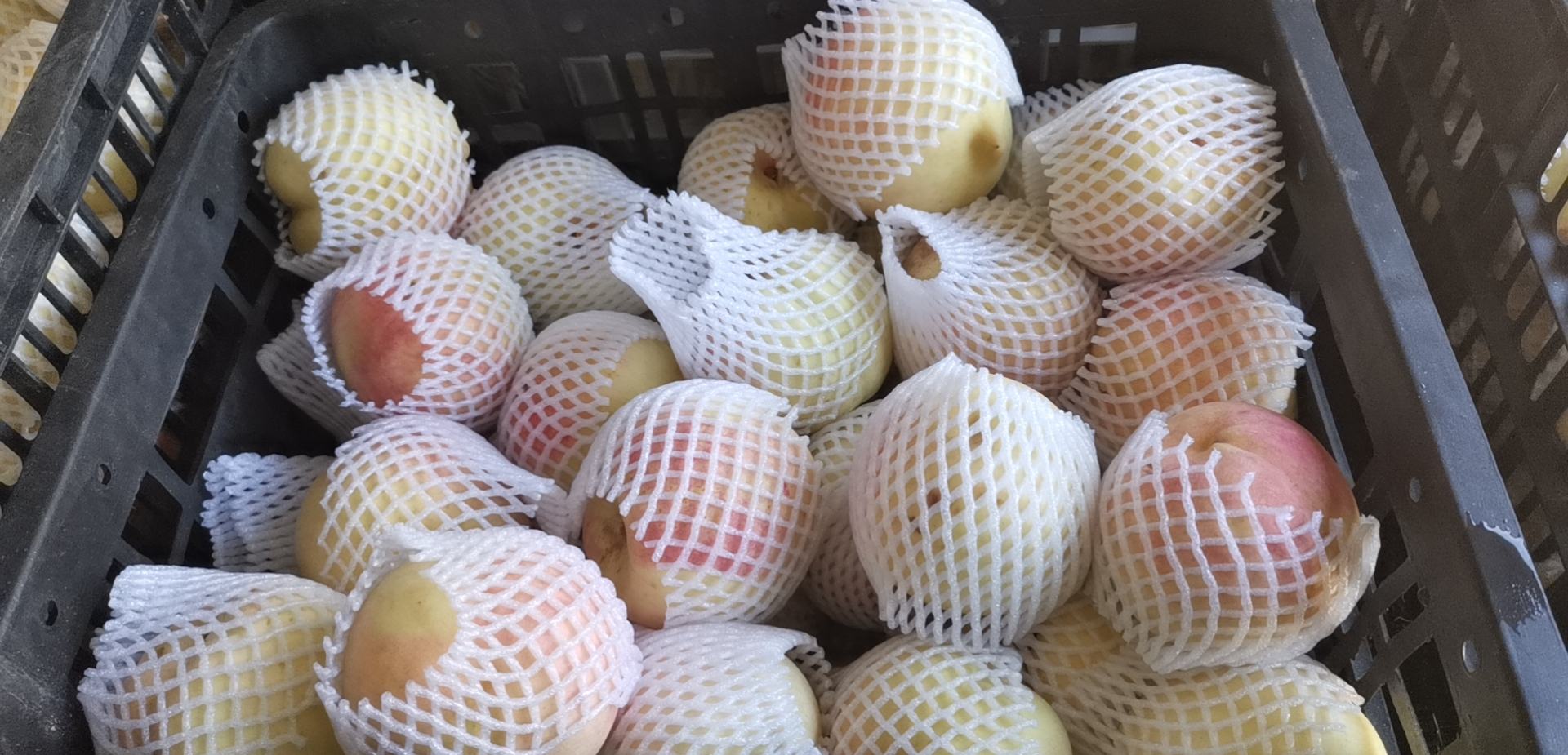晚蜜一号冬桃精品包装与电商发货场景,展示高端水果的市场定位 晚蜜一号冬桃包装与销售场景