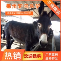 架子驴急售2000头架子驴有需要的可以与我联系