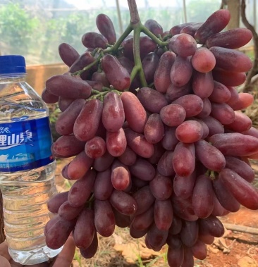 巨圣一号葡萄苗早熟品种丰产适合新品种大棚种植