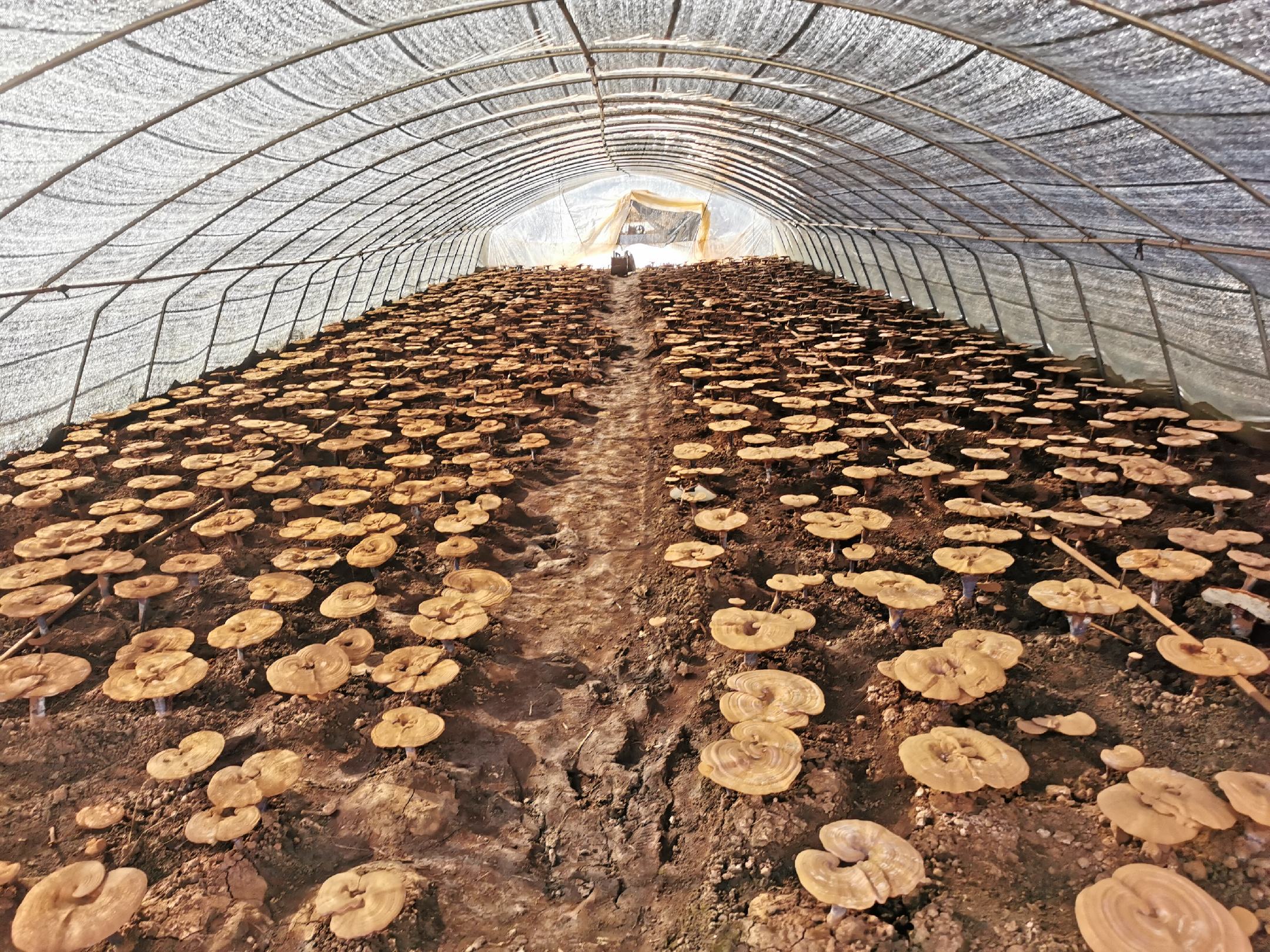 长白山赤灵芝用什么木种植?权威种植技术解析