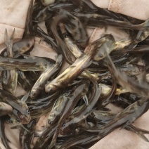 黄骨鱼苗，适应能力强，技术成熟科学养殖，让你养殖无忧