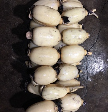 [莲藕批发]莲藕小头价格1.00元/斤 - 一亩田