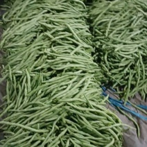四季豆大量上市。优质芸豆上市，，，，，，