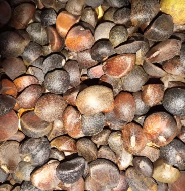 茶籽熟了干茶籽剥好的