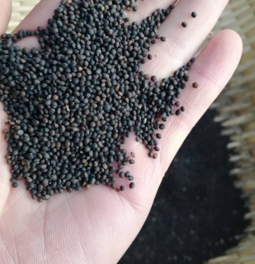 [鼠尾草种子批发]小籽鼠尾草种子价格50.00元/斤 - 一亩田