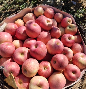 青龙县大山上的纯正富士苹果