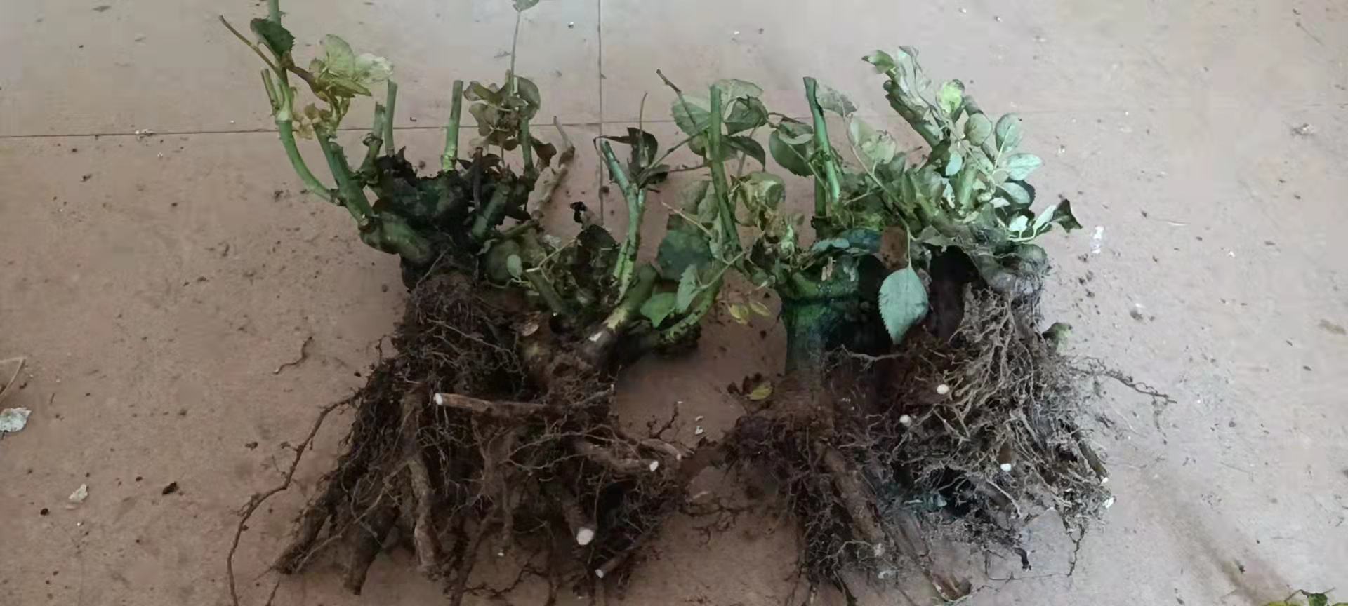 大花月季修剪后的健康植株