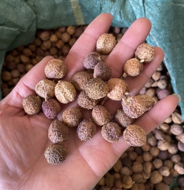 春砂仁国产阳春砂仁精选大果粒优质靓货