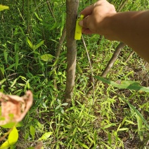 地接大杯红心柚嫁接苗
