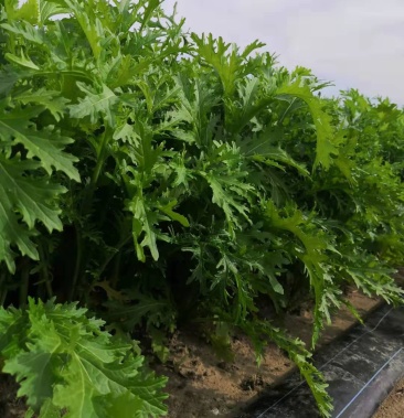 [雪里红批发]雪里红价格0.48元/斤 - 一亩田