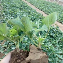 塞娃草莓苗室内外南北方当年结果奶油草莓苗红颜草莓苗草莓盆