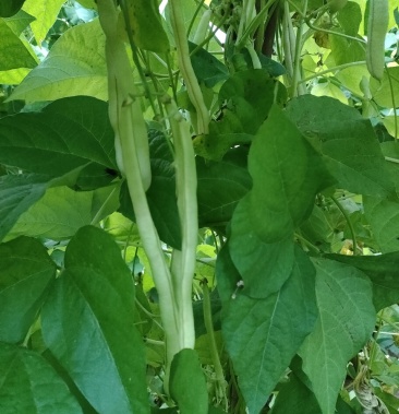 [四季豆批发]优质白莲豆刚刚上市,量大从优!价格5.00元/斤 - 一亩田
