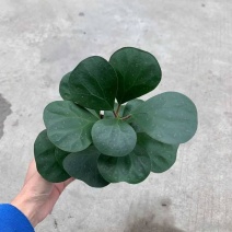 菩提盆栽基地直销绿植盆栽当天下单当天发货