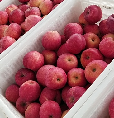 [苹果批发]瑞阳苹果价格3.50元/斤 - 一亩田