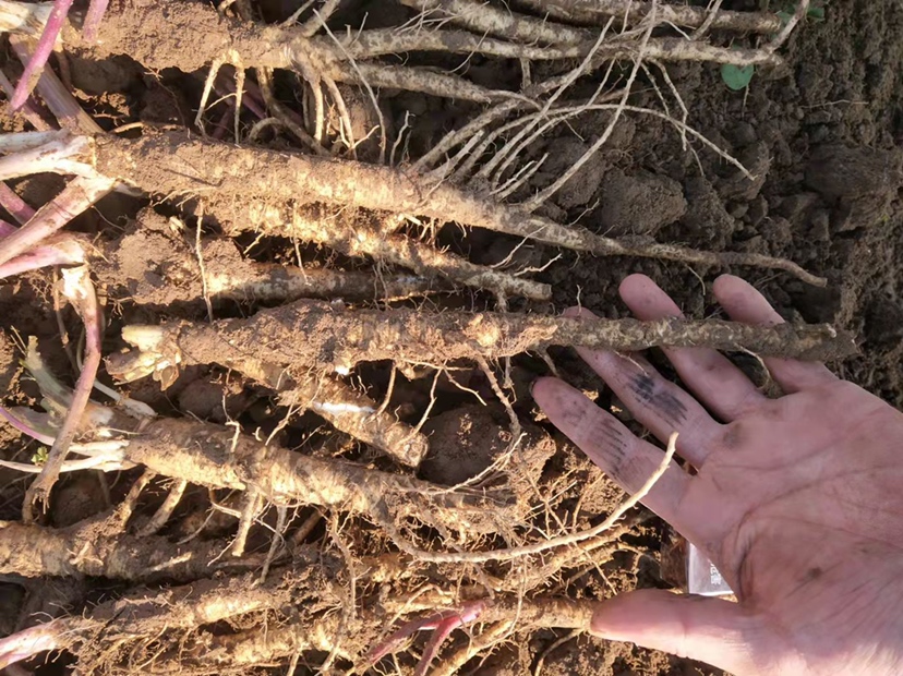 北沙参鲜品与干品对比图