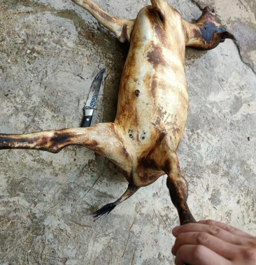 贵州黑山羊,农村现杀白条羊