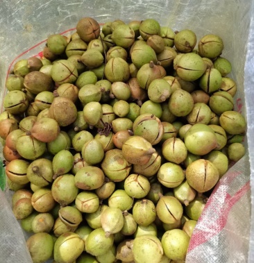 [山茶油果批发]长林40号油茶青果价格1.80元/斤 - 一亩田