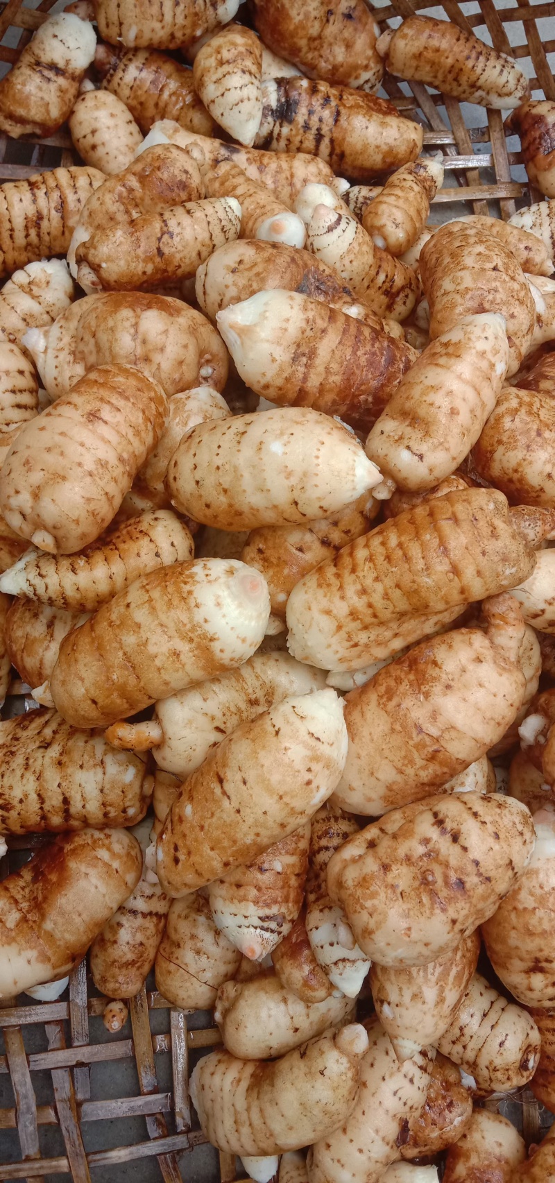 [天麻批发]贵州毕节赫章县天麻 20.00元/斤鲜天麻 _ 一亩田