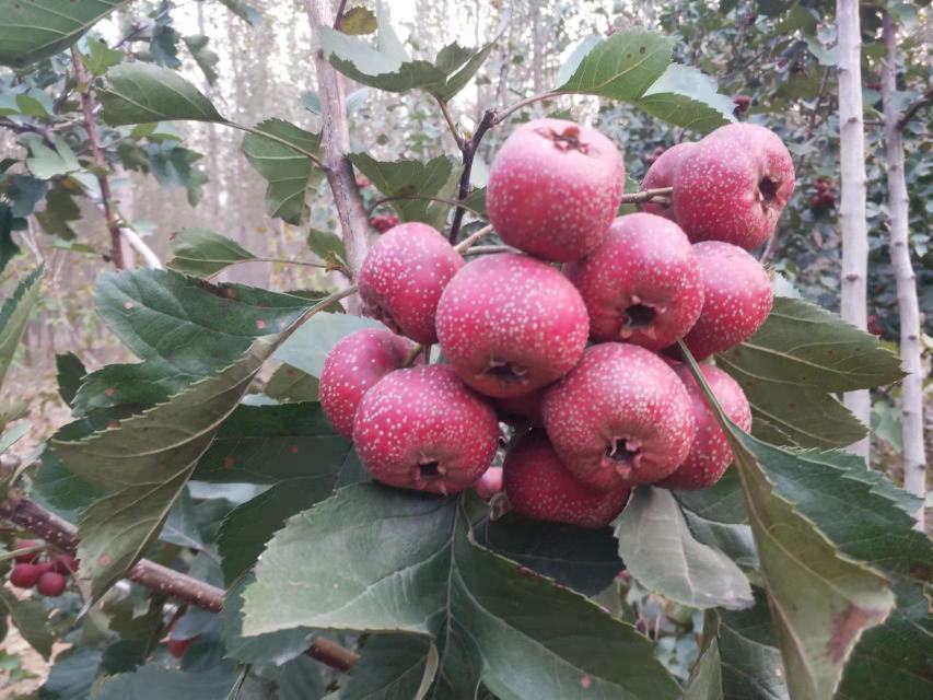 山楂果实特写