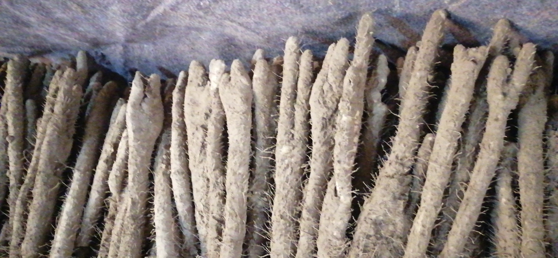 山药黏液接触皮肤后引发的过敏反应,如红肿、水泡等特写图片 山药引发皮肤过敏的特写图