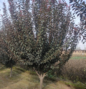 [美人梅批发]美人梅价格100.00元/棵 - 一亩田