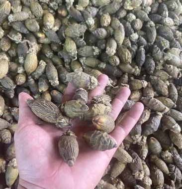 [槟榔批发]越南一手货干槟榔价格60.00元/斤 - 一亩田