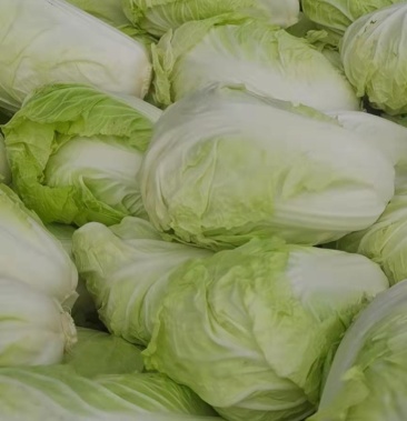 河南开封精品夏阳白菜.大量 上市.货源充足.走车快