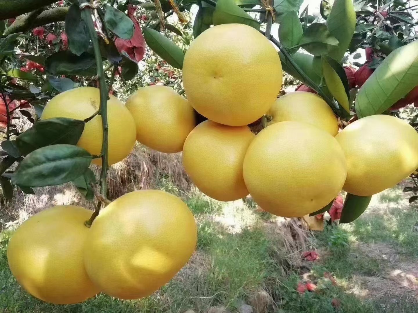 一片阳光普照的佛罗里达葡萄柚果园,成片的果树挂满金黄色和粉红色的成熟葡萄柚,果实饱满圆润,叶片翠绿有光泽,地面覆盖着干燥的沙土,远处有农用机械在作业 佛罗里达果园中的成熟葡萄柚树