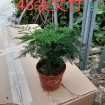 文竹，量大价优