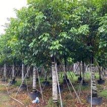 秋枫批发公园小区行道树观景移植苗绿化基地多规格苗木